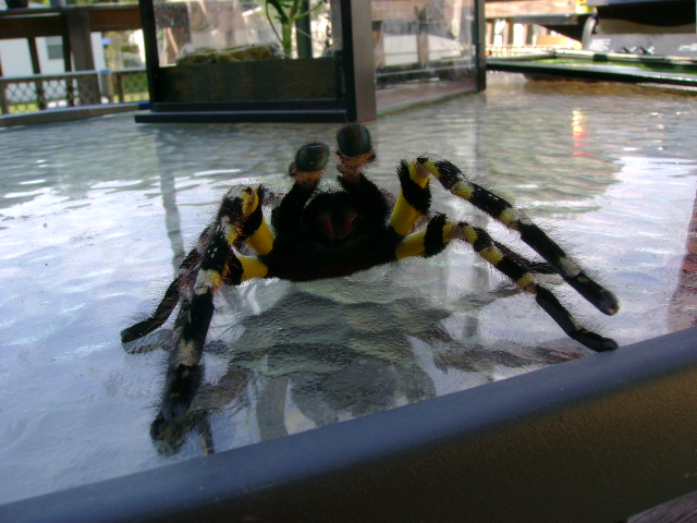 Indian Ornamental (Poecilotheria regalis)...........