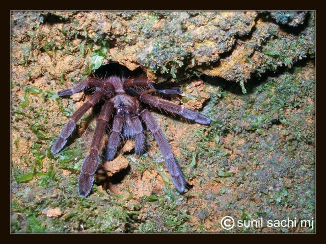 Indian Trantulla:Chilobrachys fimbriatus