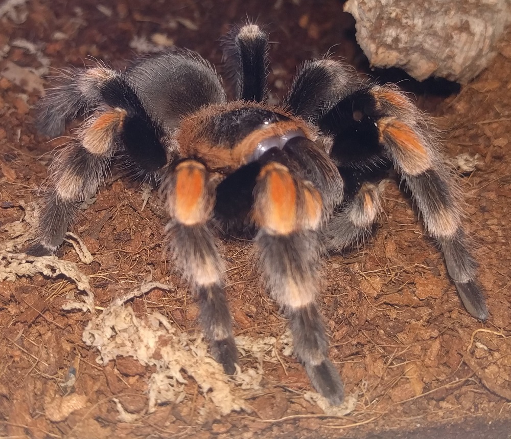 Indy - Brachypelma hamorii