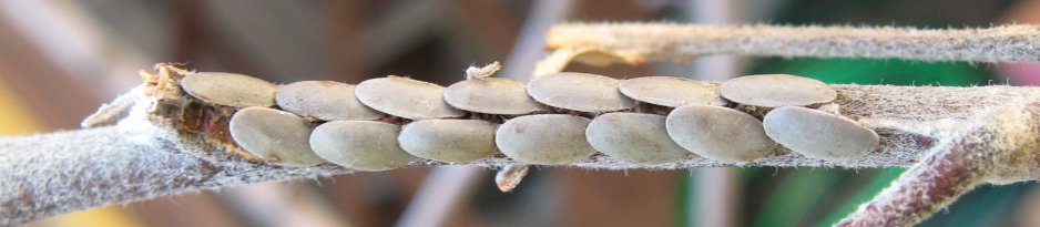 insect eggs