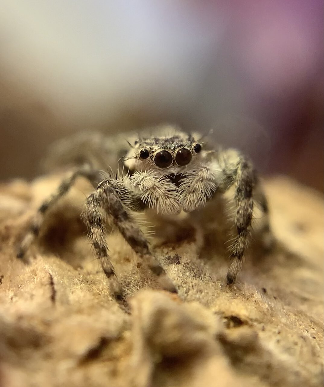 Instar Lasted Half A Year! My Pet Mori (Female Platycryptus undatus)