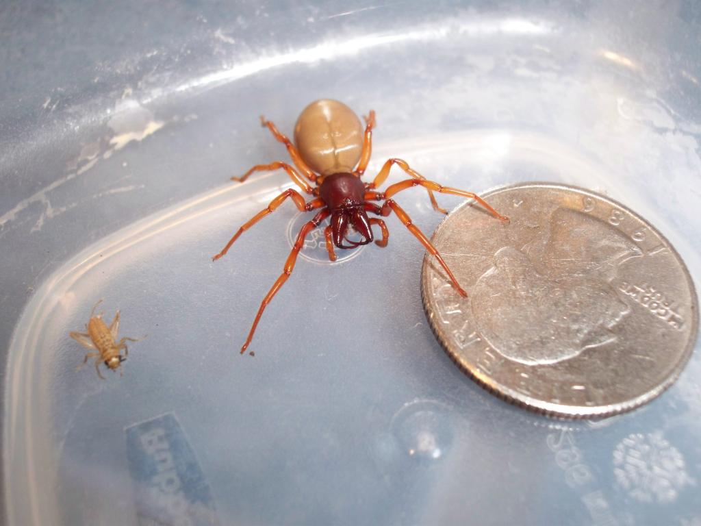 Interesting Spider brought into a pet store