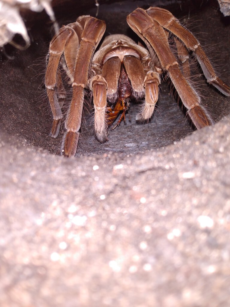 Into the burrow of a T.stirmi