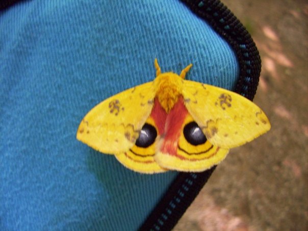 Io Moth (automeris Io)