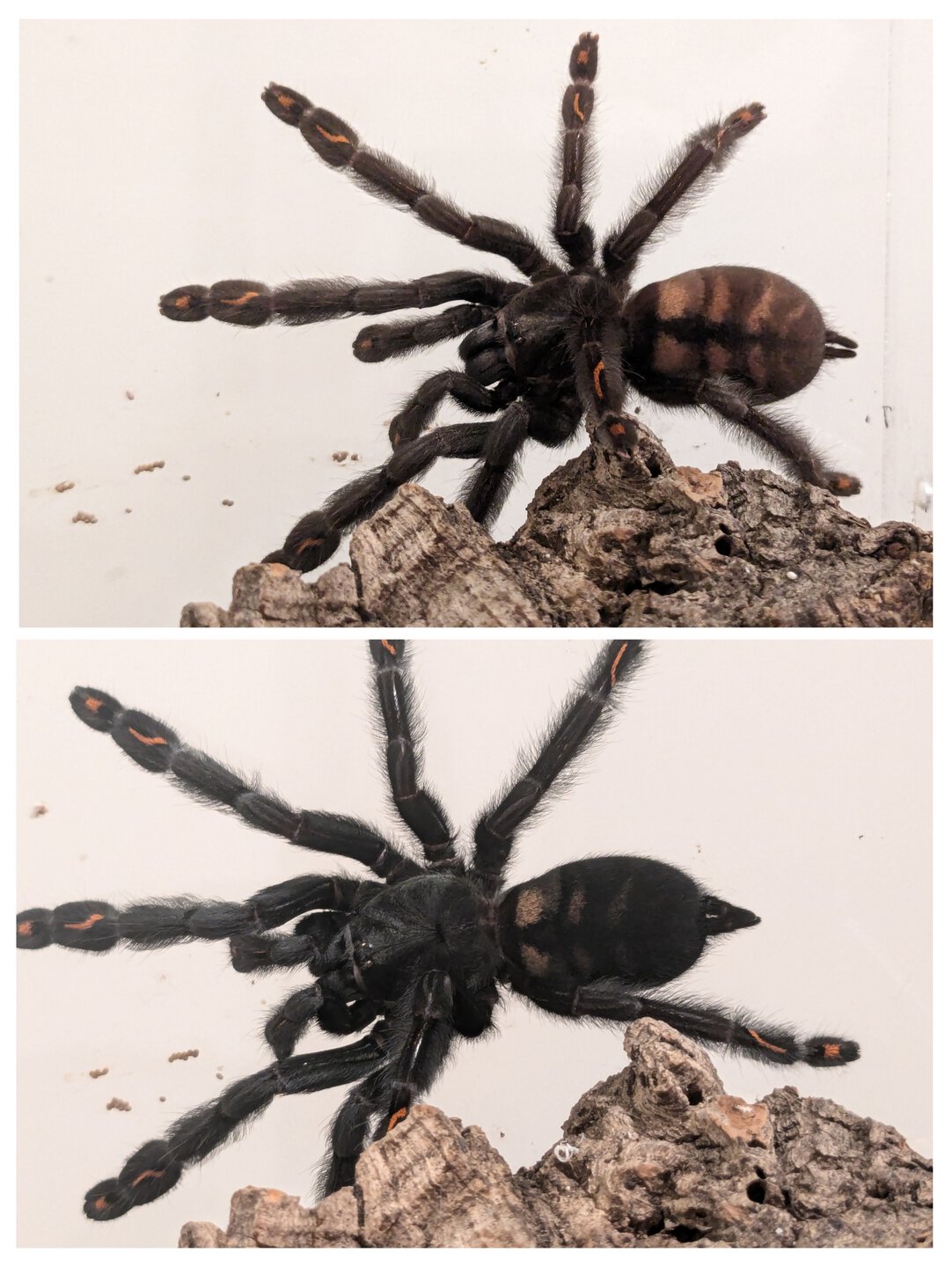 Irma, before and after molt