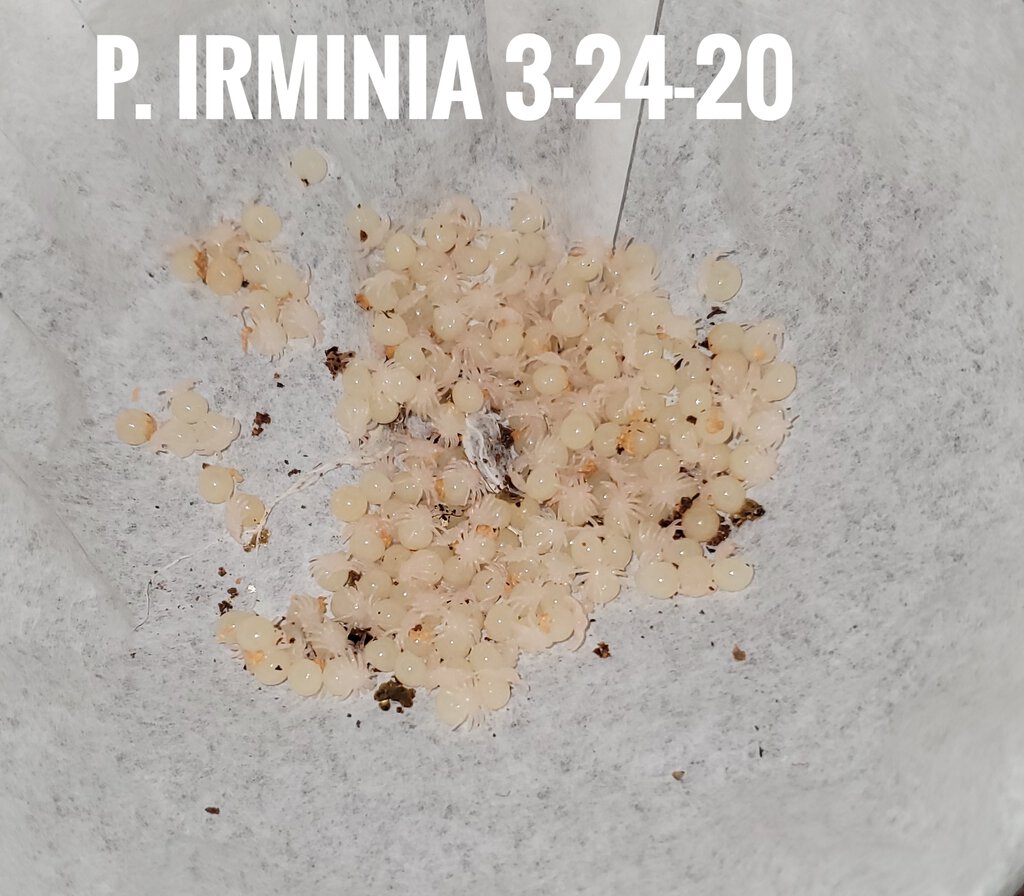 irminia sac 1