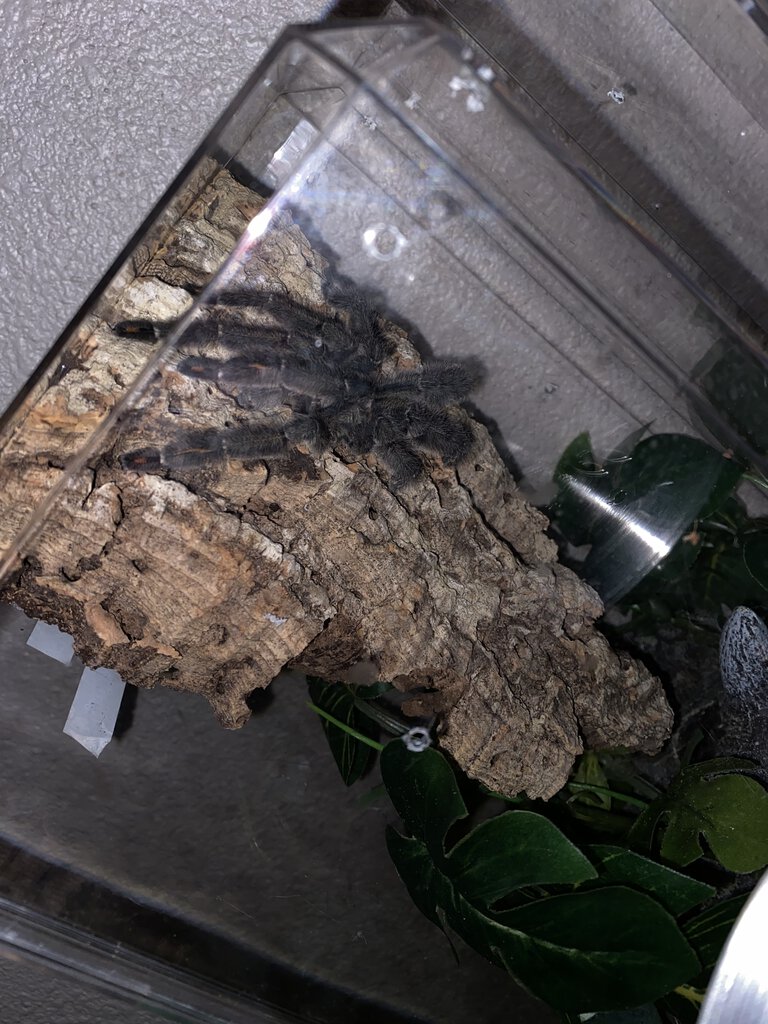 Irminia ultimate molt