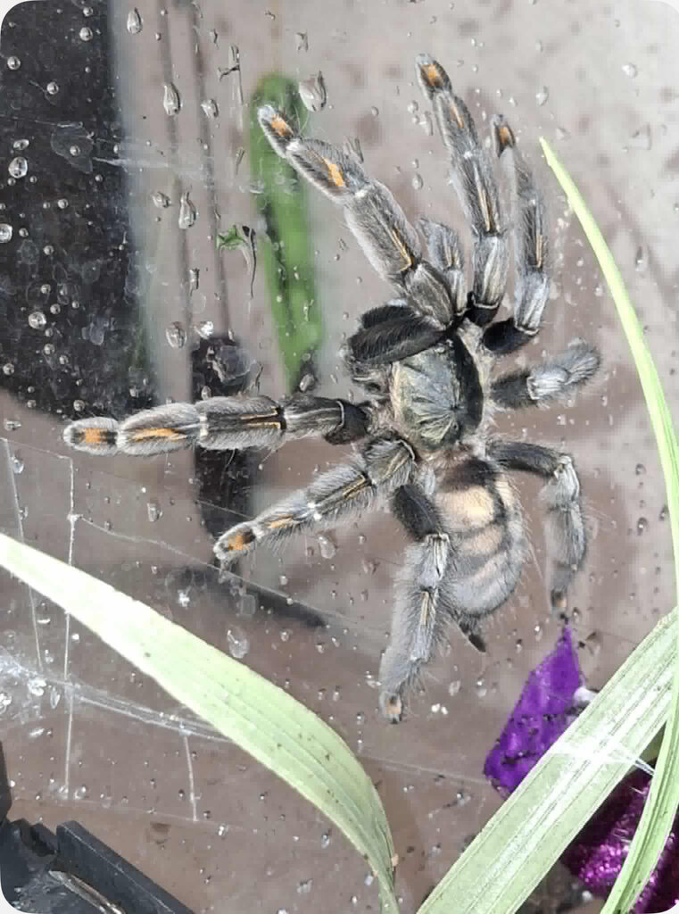 Irminia x Cambridgei hybrid