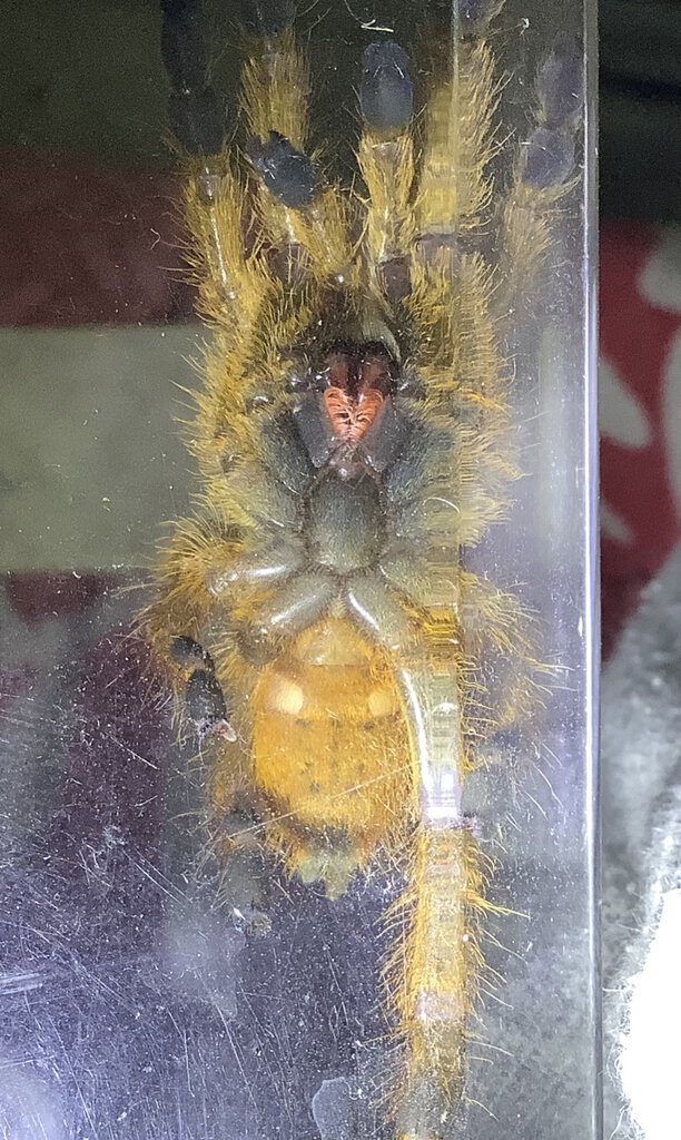 Is it a male or fem? Obt