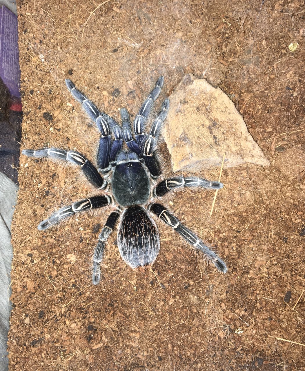 Is my A.seemanii a blue form? | Arachnoboards