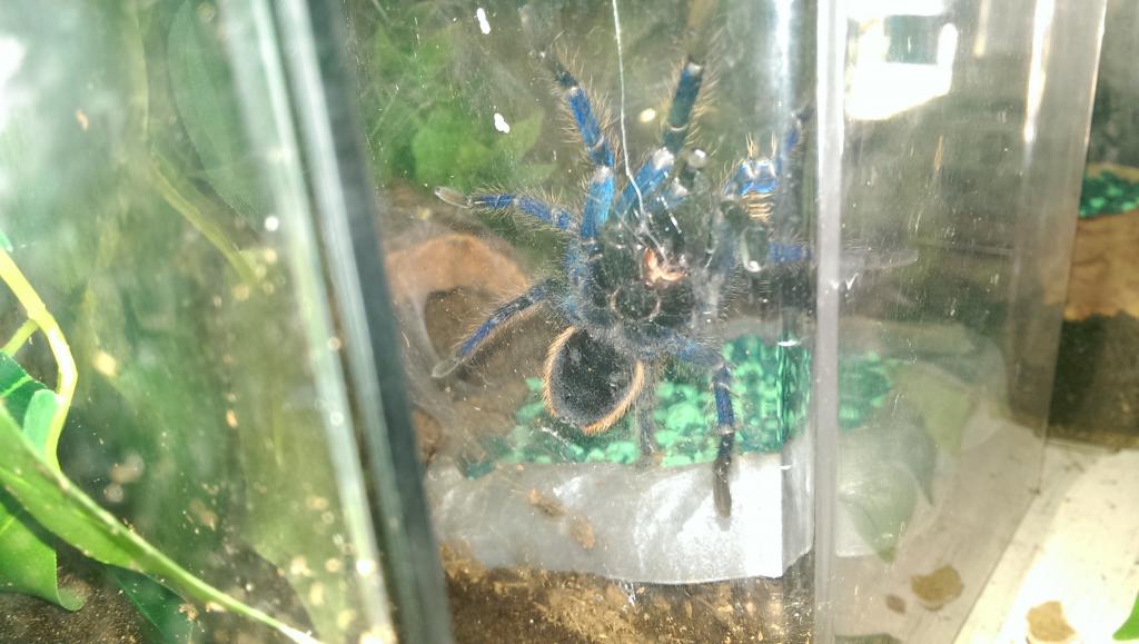 is my gbb male or female?