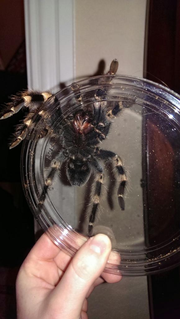 Is the female B. smithi I purchased actually a male?