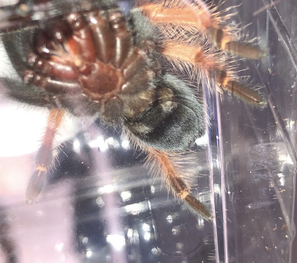 Is there any chance of identifying the sex? Brachypelma