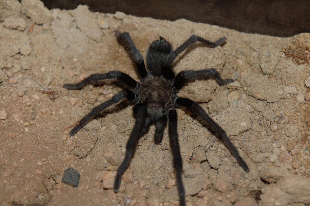 is this a Aphonopelma chalcodes ??