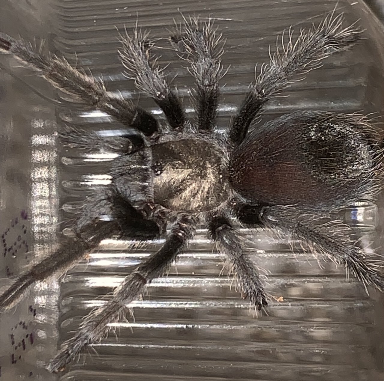 Is this a Aphonopelma eutylenum or Aphonopelma Anax?
