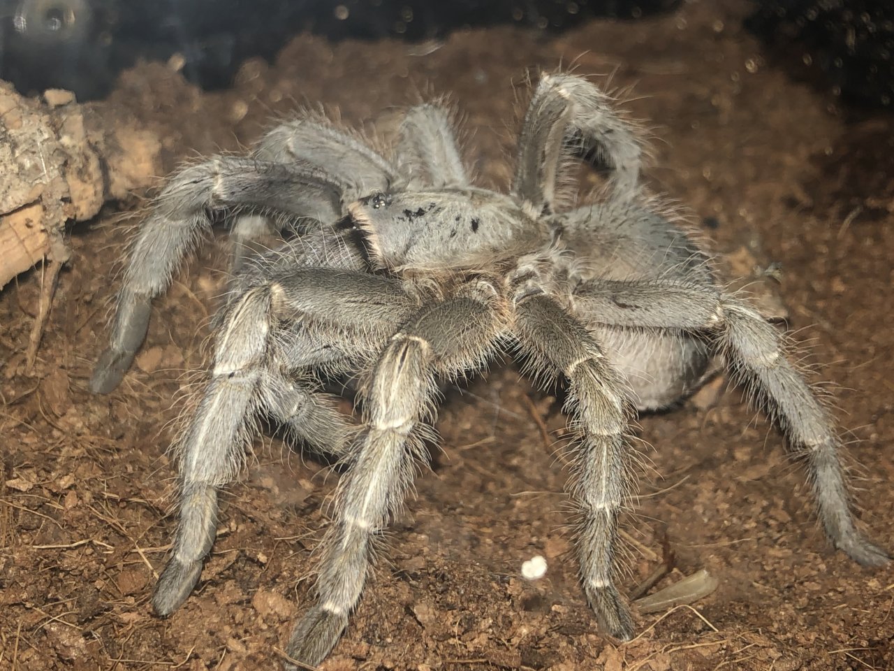 Is this a Aphonopelma seemanni? Img2