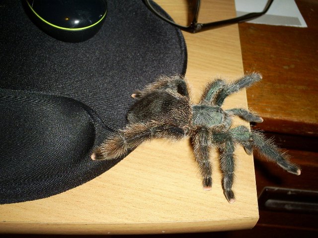 Is this A avicularia?