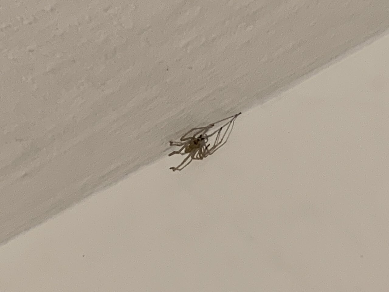 Is this a brown recluse?