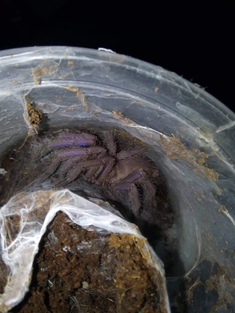 Is this a Chilobrachys dyscolus?