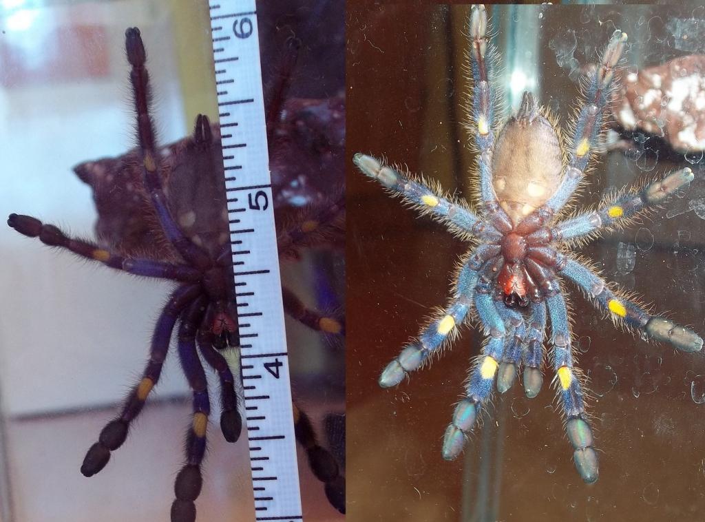 Is This A Female P. Metallica?