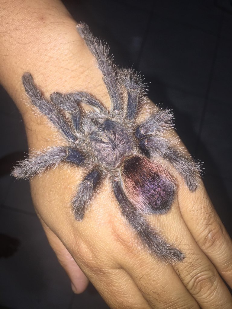 Is this a genuine Avicularia sp. Peru purple? | Arachnoboards