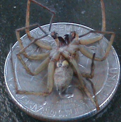 is this a hobo spider