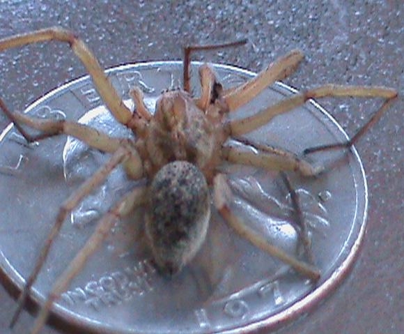 is this a hobo spider