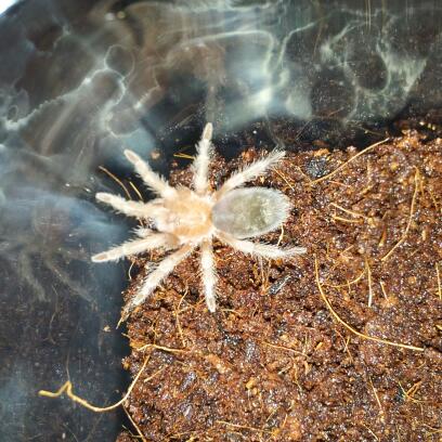 is this G.pulchra