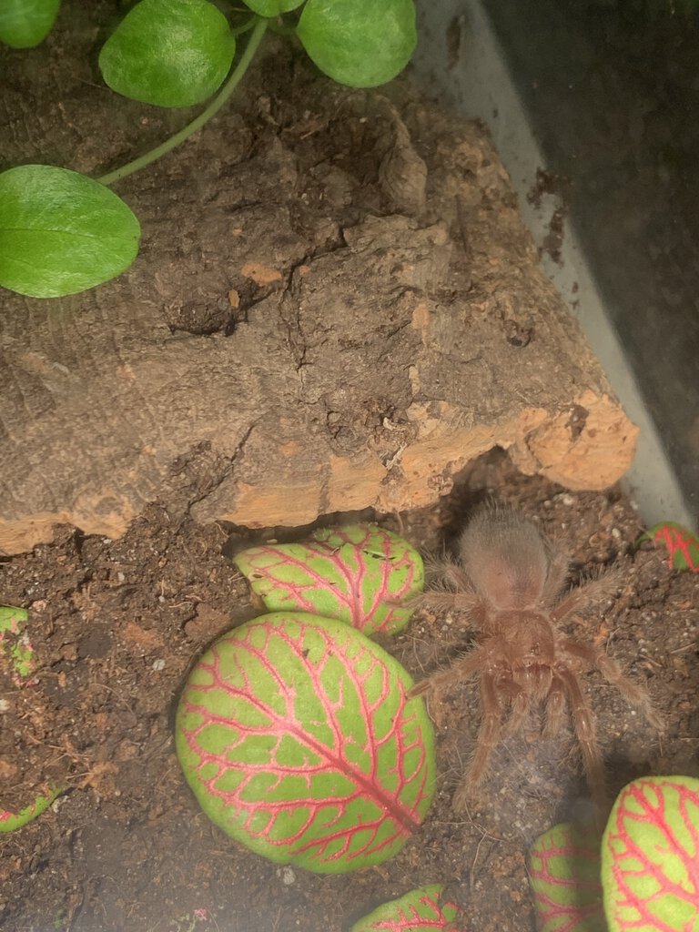 Is this Grammostola Pulchra?