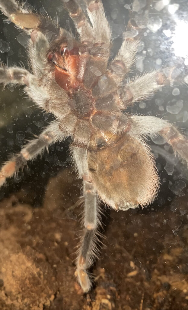 Is this T vagans male or female