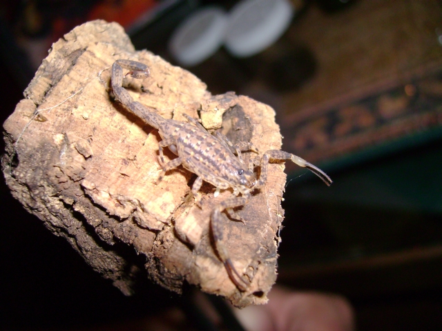 Isometrus maculatus