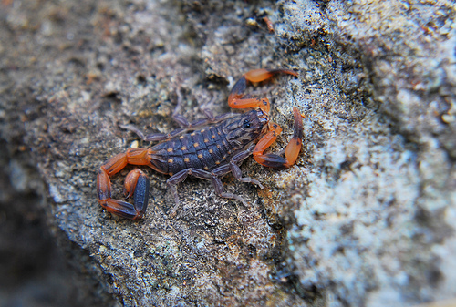 Isometrus Melanodactylus