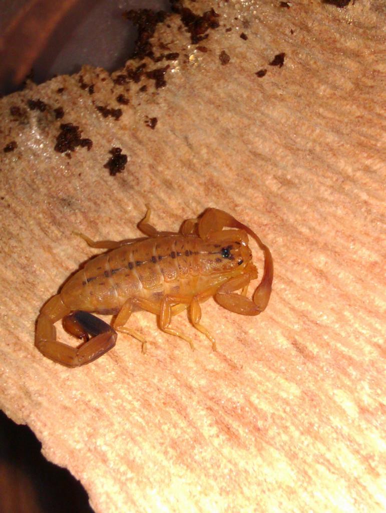 Isometrus Sp. (Orange Tree Scorpion)