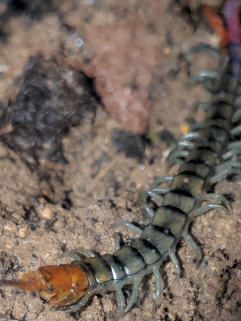 Israeli Centipede