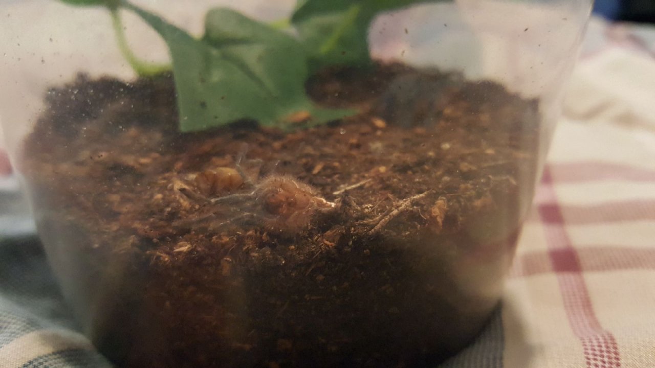 It Molted!