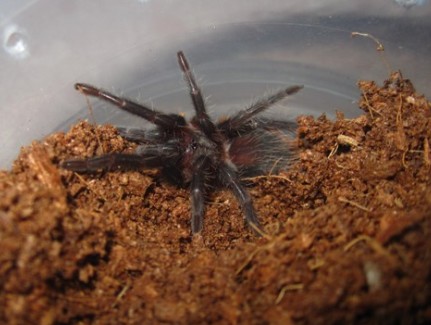 It's My Little B.albopilosum