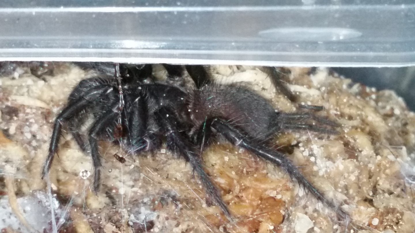 I've wanted this spider for 8 months (A. nambucca)