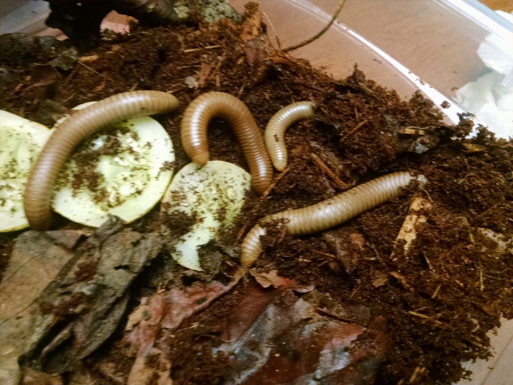 Ivory Millipedes