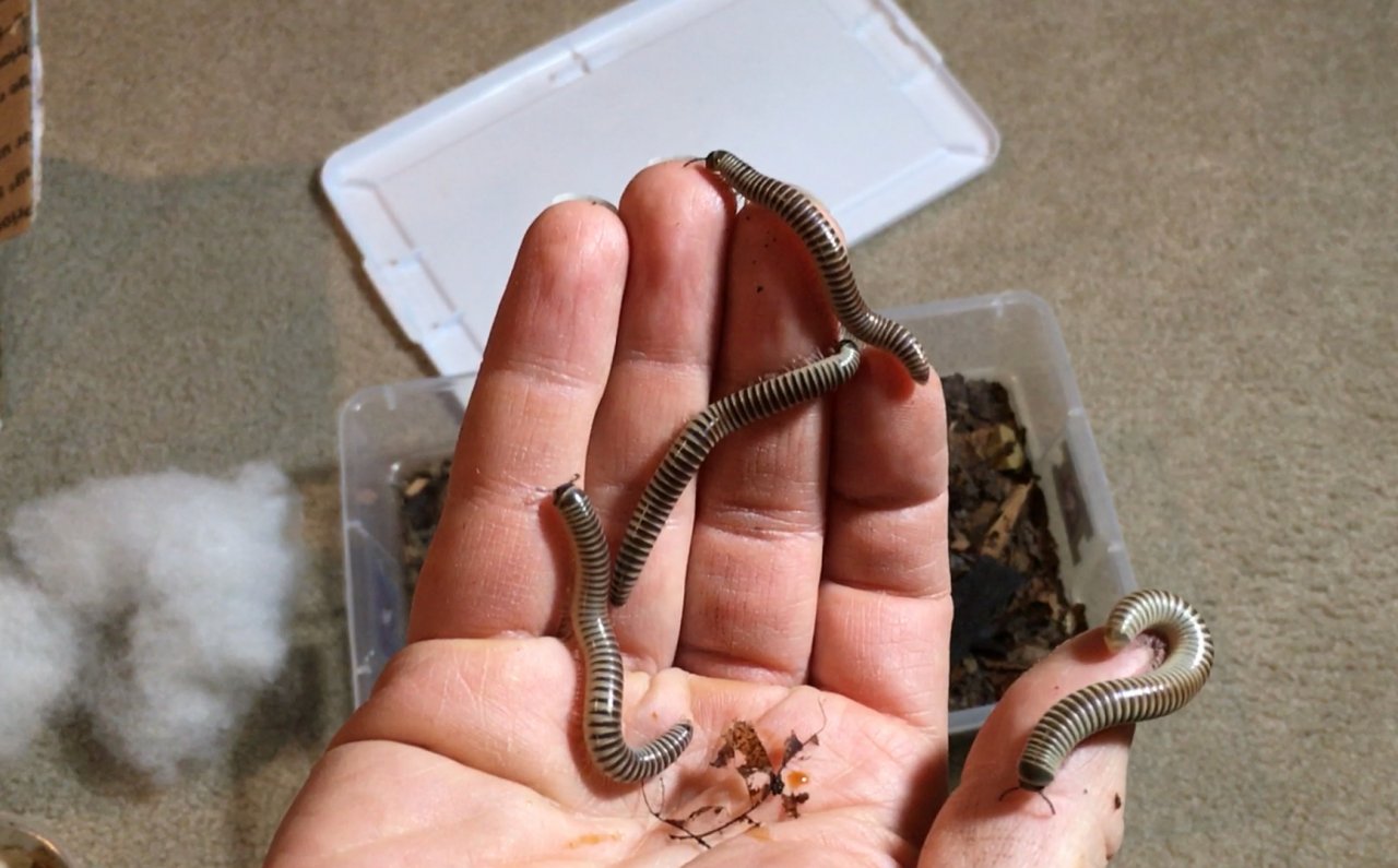 ivory millipedes