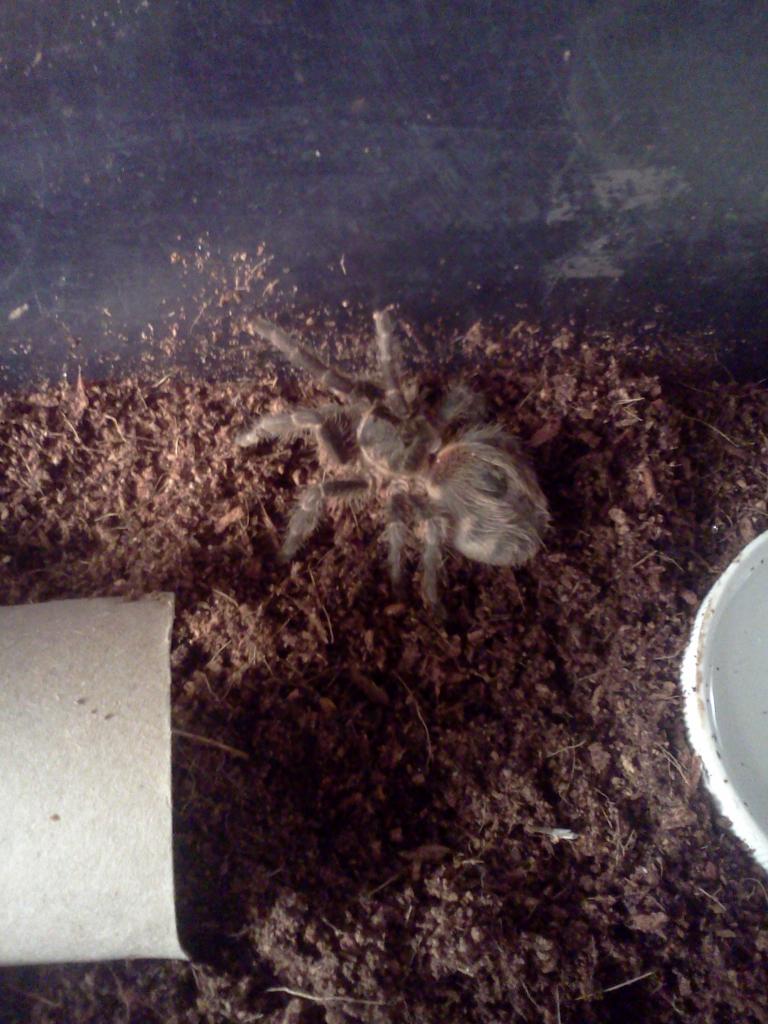 Janie (Dwarf Tarantula)