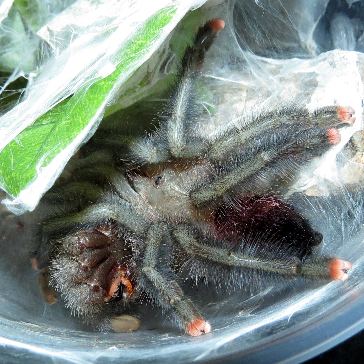 Jelly Legs (♀ Avicularia avicularia 3")