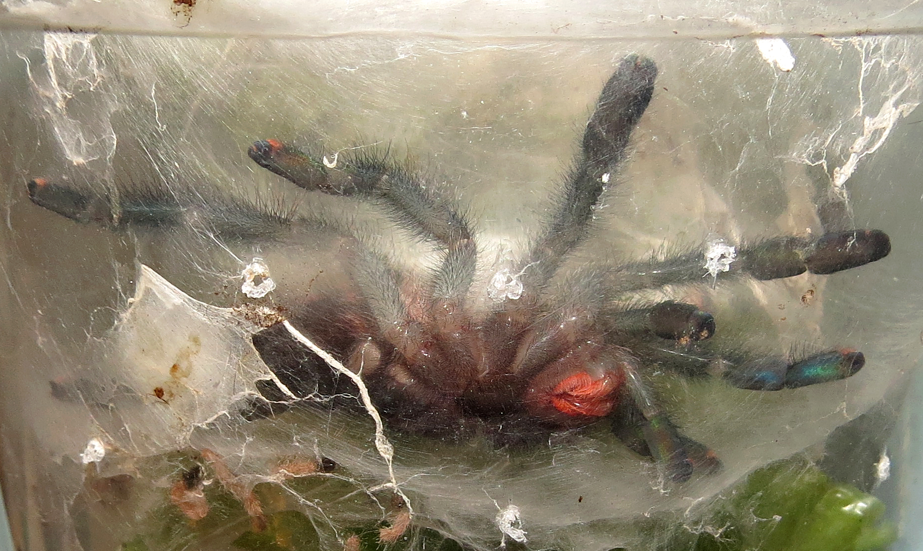 Jelly Legs (Avicularia avicularia 2.75")