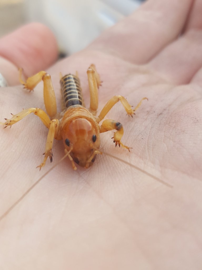 Jerusalem cricket