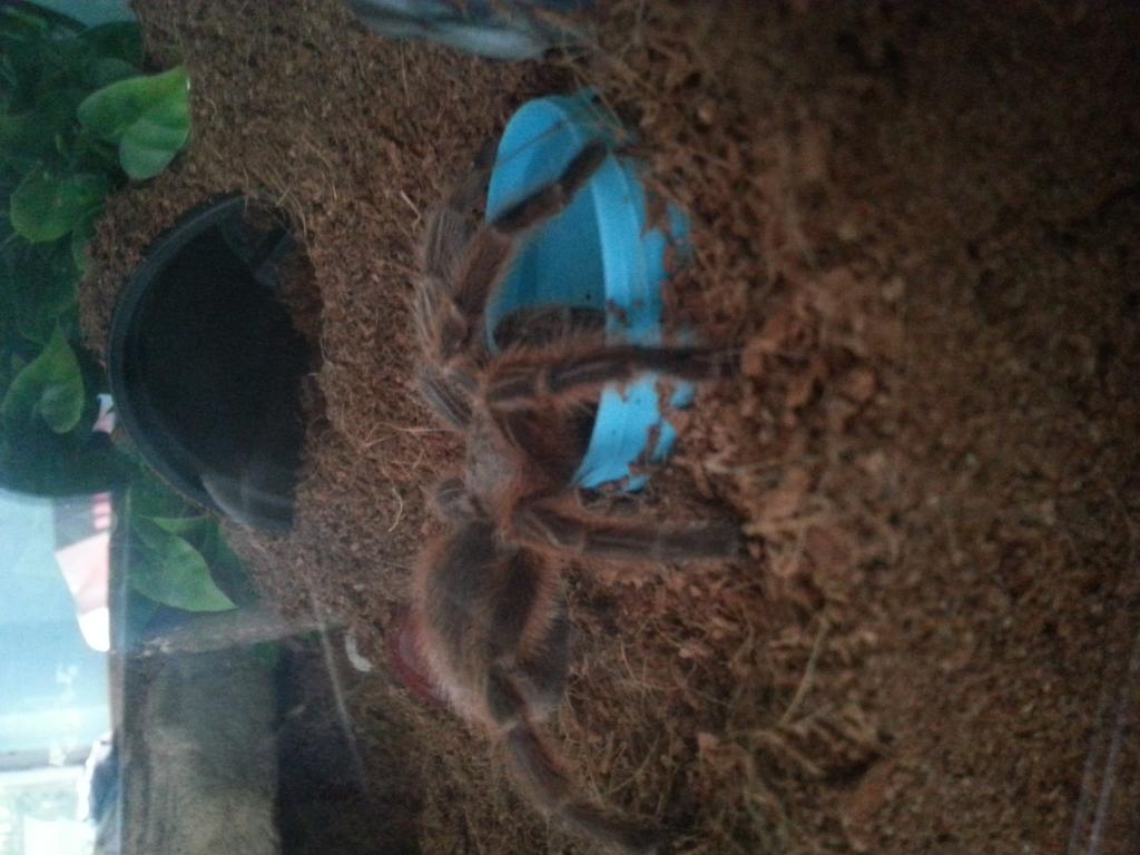 Joplin the G. Rosea