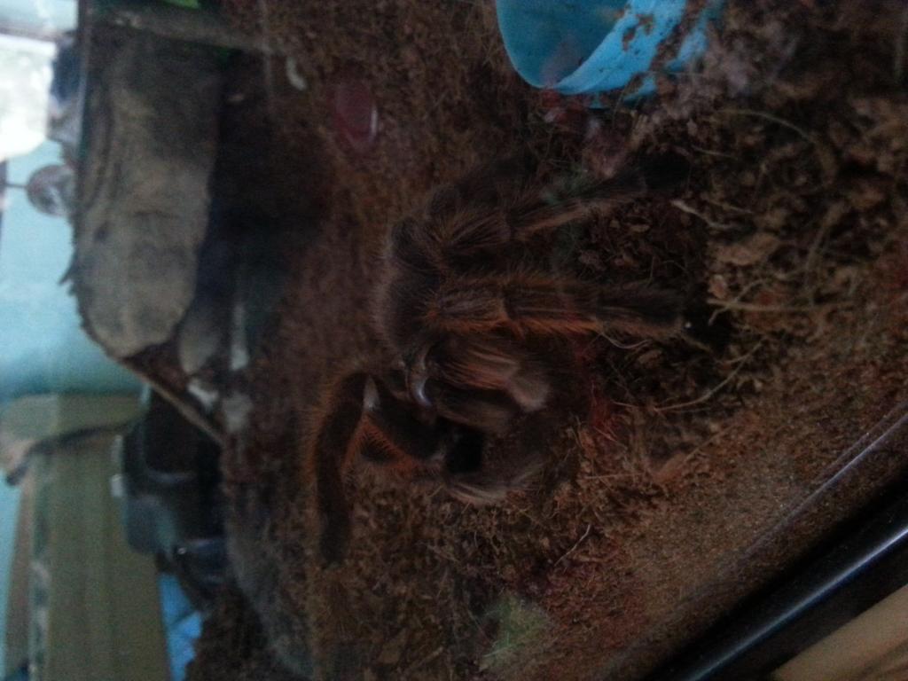 Joplin the G. Rosea