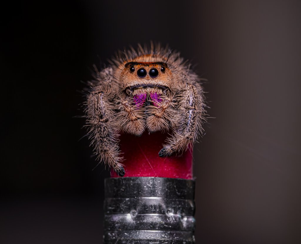 Jumper portrait