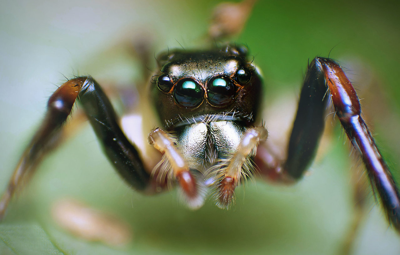 Jumping Spider 1