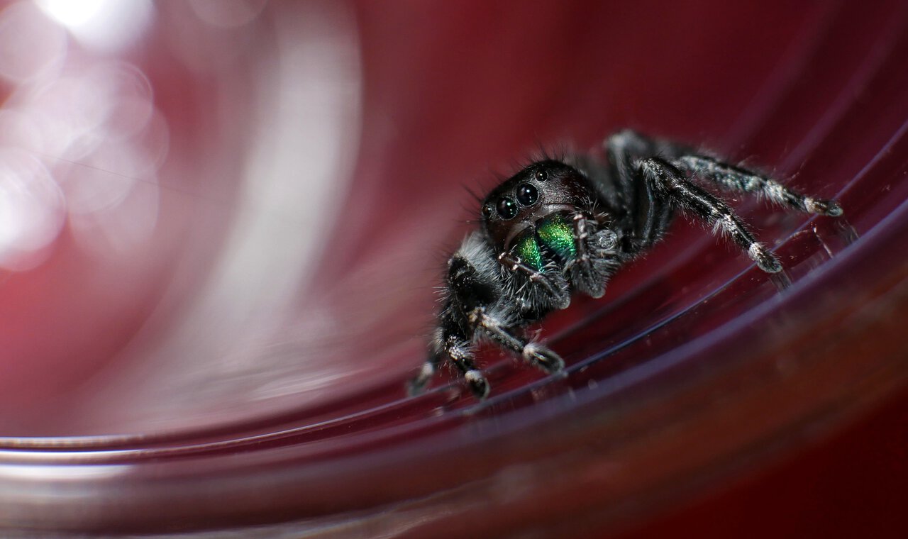 Jumping spider 2