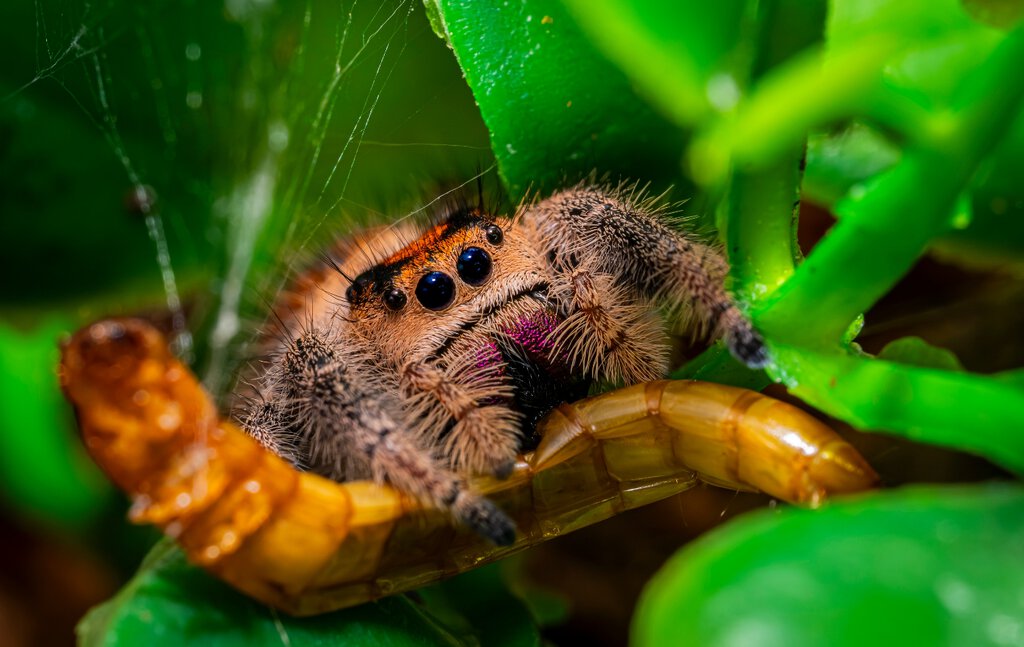 Jumping spider feeding