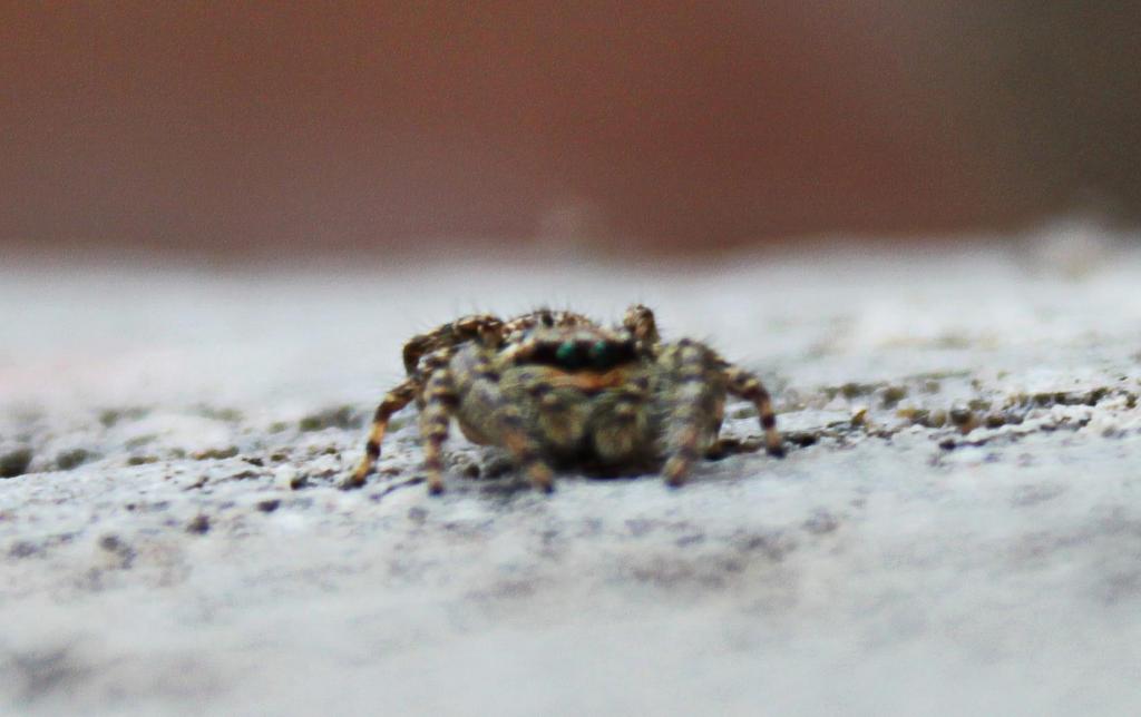 Jumping spider (ID?) (Extra zoom)